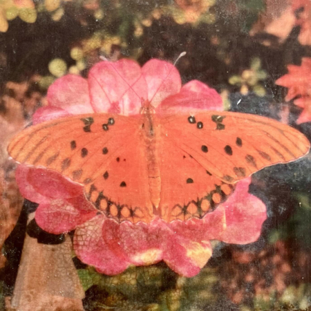 Angelika's butterfly