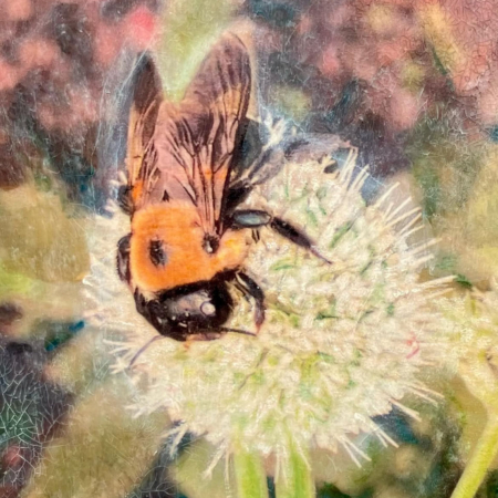 Bee on Rattlesnake Master