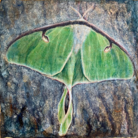 Luna Moth